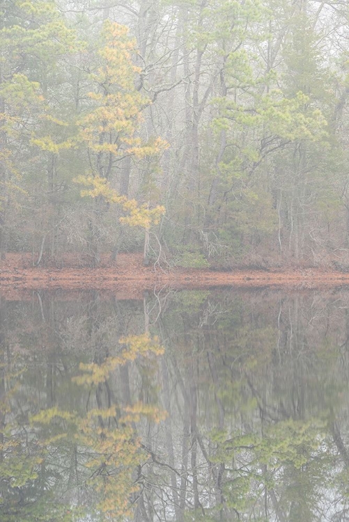 Picture of USA-NEW JERSEY-PINE BARRENS NATIONAL PRESERVE FOGGY FOREST LANDSCAPE REFLECTS IN LAKE