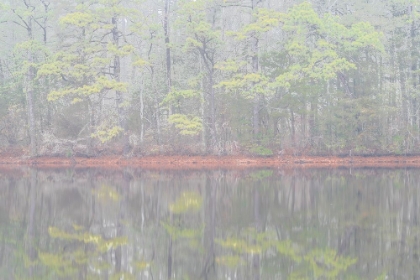 Picture of USA-NEW JERSEY-PINE BARRENS NATIONAL PRESERVE FOGGY FOREST LANDSCAPE REFLECTS IN LAKE