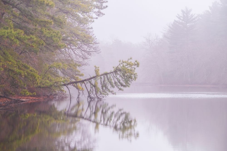 Picture of USA-NEW JERSEY-PINE BARRENS NATIONAL PRESERVE FOGGY FOREST LANDSCAPE REFLECTS IN LAKE