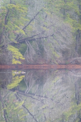 Picture of USA-NEW JERSEY-PINE BARRENS NATIONAL PRESERVE FOGGY FOREST LANDSCAPE REFLECTS IN LAKE