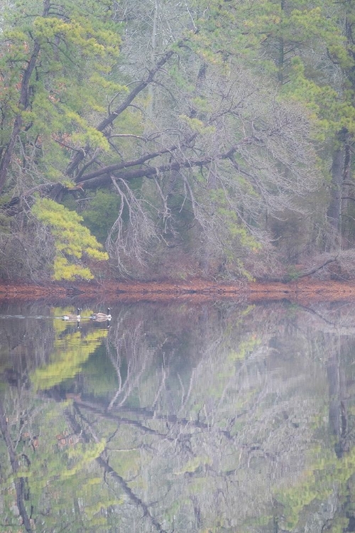 Picture of USA-NEW JERSEY-PINE BARRENS NATIONAL PRESERVE FOGGY FOREST LANDSCAPE REFLECTS IN LAKE