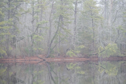 Picture of USA-NEW JERSEY-PINE BARRENS NATIONAL PRESERVE FOGGY FOREST LANDSCAPE REFLECTS IN LAKE