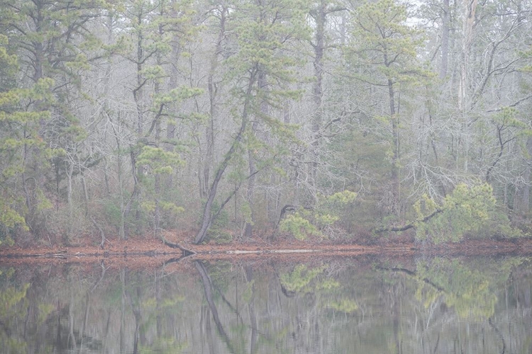 Picture of USA-NEW JERSEY-PINE BARRENS NATIONAL PRESERVE FOGGY FOREST LANDSCAPE REFLECTS IN LAKE