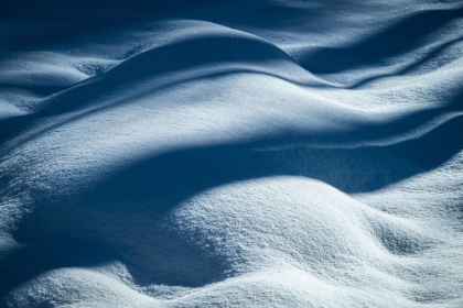 Picture of USA-NEW JERSEY-PINE BARRENS NATIONAL PRESERVE SHADOW PATTERNS ON FRESH SNOW