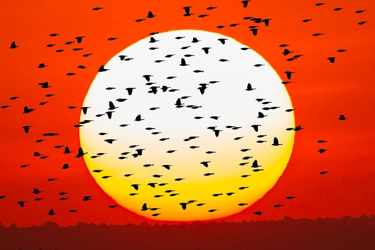 Picture of RED-WINGED BLACKBIRD FLOCK SILHOUETTED BOSQUE DEL APACHE NATIONAL WILDLIFE REFUGE