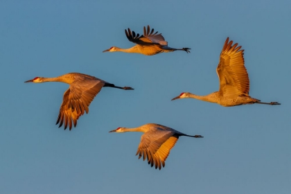 Picture of SANDHILL CRANE FLYING BOSQUE DEL APACHE NATIONAL WILDLIFE REFUGE-NEW MEXICO