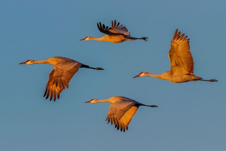 Picture of SANDHILL CRANE FLYING BOSQUE DEL APACHE NATIONAL WILDLIFE REFUGE-NEW MEXICO