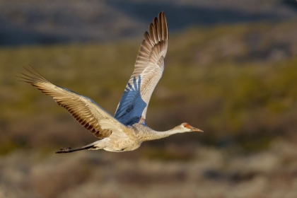 Picture of SANDHILL CRANE FLYING BOSQUE DEL APACHE NATIONAL WILDLIFE REFUGE-NEW MEXICO