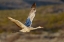 Picture of SANDHILL CRANE FLYING BOSQUE DEL APACHE NATIONAL WILDLIFE REFUGE-NEW MEXICO