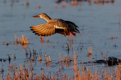 Picture of FEMALE NORTHERN SHOVELER FLYING BOSQUE DEL APACHE NATIONAL WILDLIFE REFUGE-NEW MEXICO