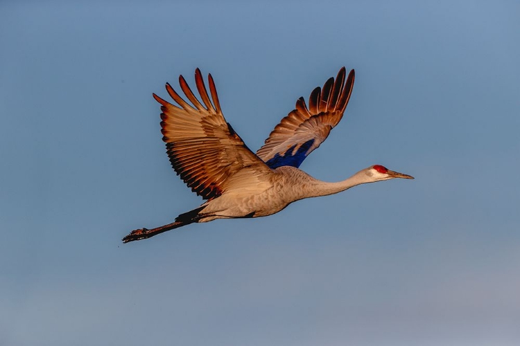 Picture of SANDHILL CRANE FLYING BOSQUE DEL APACHE NATIONAL WILDLIFE REFUGE-NEW MEXICO