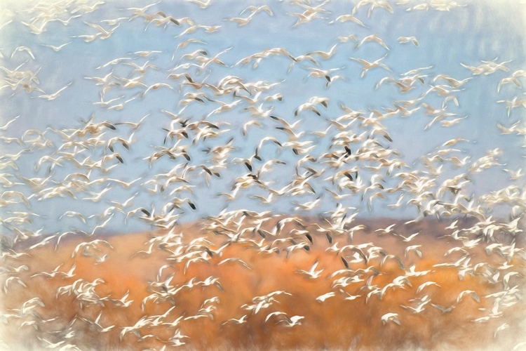 Picture of PAINTING EFFECT ON SNOW GEESE FLYING BOSQUE DEL APACHE NATIONAL WILDLIFE REFUGE-NEW MEXICO
