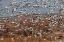 Picture of SNOW GEESE FLYING BOSQUE DEL APACHE NATIONAL WILDLIFE REFUGE-NEW MEXICO