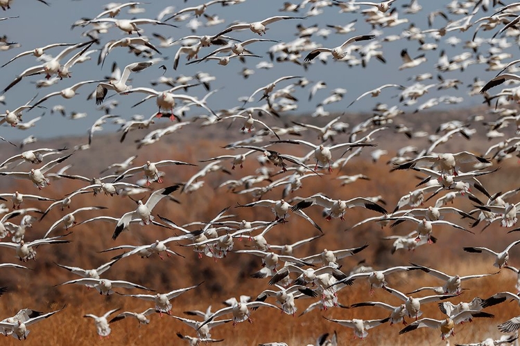 Picture of SNOW GEESE FLYING BOSQUE DEL APACHE NATIONAL WILDLIFE REFUGE-NEW MEXICO