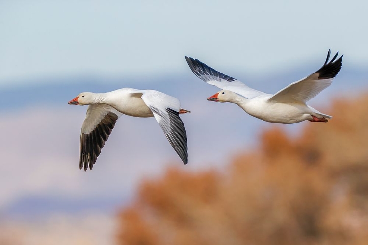 Picture of SNOW GEESE FLYING BOSQUE DEL APACHE NATIONAL WILDLIFE REFUGE-NEW MEXICO