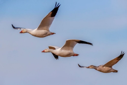 Picture of SNOW GEESE FLYING BOSQUE DEL APACHE NATIONAL WILDLIFE REFUGE-NEW MEXICO