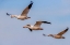 Picture of SNOW GEESE FLYING BOSQUE DEL APACHE NATIONAL WILDLIFE REFUGE-NEW MEXICO