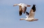 Picture of SNOW GEESE FLYING BOSQUE DEL APACHE NATIONAL WILDLIFE REFUGE-NEW MEXICO