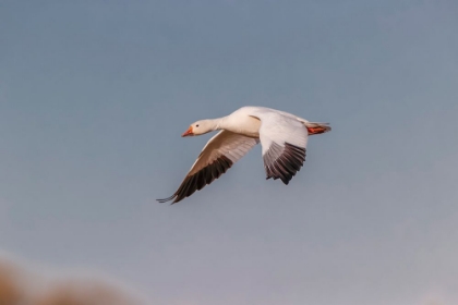 Picture of SNOW GEESE FLYING BOSQUE DEL APACHE NATIONAL WILDLIFE REFUGE-NEW MEXICO