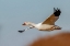 Picture of SNOW GEESE FLYING BOSQUE DEL APACHE NATIONAL WILDLIFE REFUGE-NEW MEXICO