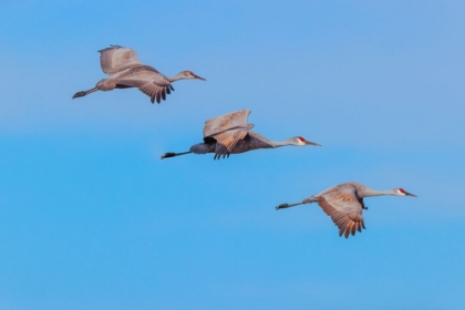 Picture of SANDHILL CRANES FLYING BOSQUE DEL APACHE NATIONAL WILDLIFE REFUGE-NEW MEXICO