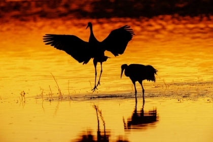 Picture of SANDHILL CRANES SILHOUETTED AT SUNSET BOSQUE DEL APACHE NATIONAL WILDLIFE REFUGE-NEW MEXICO