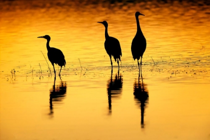 Picture of SANDHILL CRANES SILHOUETTED AT SUNSET BOSQUE DEL APACHE NATIONAL WILDLIFE REFUGE-NEW MEXICO