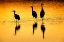 Picture of SANDHILL CRANES SILHOUETTED AT SUNSET BOSQUE DEL APACHE NATIONAL WILDLIFE REFUGE-NEW MEXICO