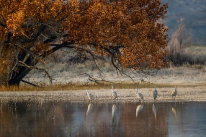 Picture of SANDHILL CRANES AND REFLECTION BOSQUE DEL APACHE NATIONAL WILDLIFE REFUGE-NEW MEXICO