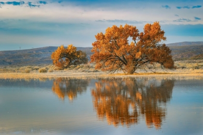 Picture of COTTONWOOD TREE REFLECTING ON POND-BOSQUE DEL APACHE NATIONAL WILDLIFE REFUGE-NEW MEXICO
