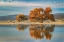 Picture of COTTONWOOD TREE REFLECTING ON POND-BOSQUE DEL APACHE NATIONAL WILDLIFE REFUGE-NEW MEXICO