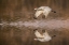 Picture of SANDHILL CRANE FLYING BOSQUE DEL APACHE NATIONAL WILDLIFE REFUGE-NEW MEXICO