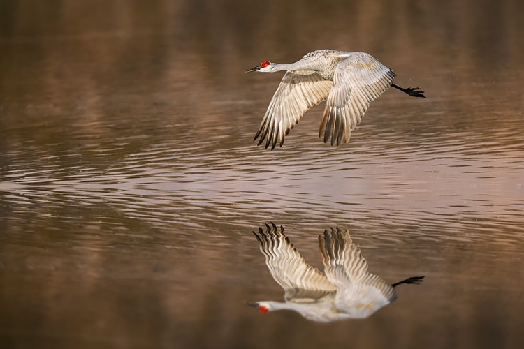 Picture of SANDHILL CRANE FLYING BOSQUE DEL APACHE NATIONAL WILDLIFE REFUGE-NEW MEXICO