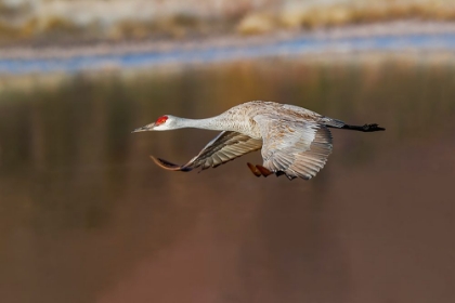 Picture of SANDHILL CRANE FLYING BOSQUE DEL APACHE NATIONAL WILDLIFE REFUGE-NEW MEXICO
