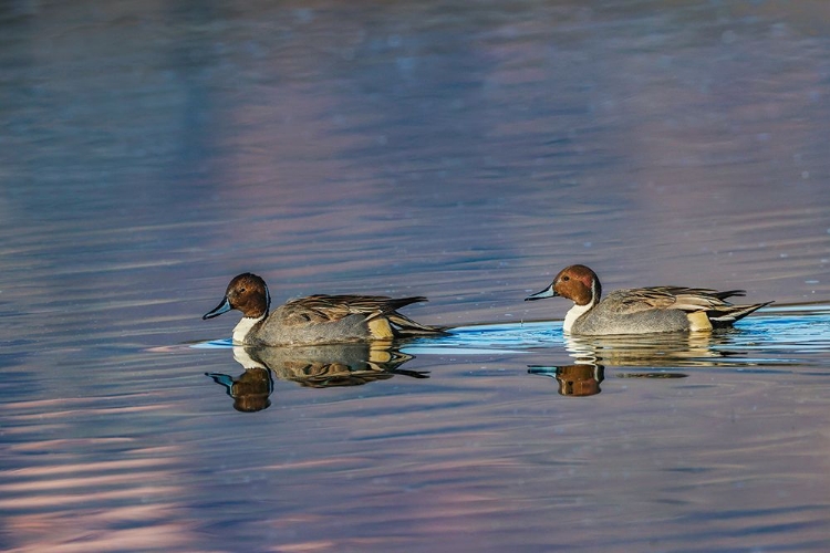 Picture of MALE AND FEMALE NORTHERN PINTAIL DUCKS BOSQUE DEL APACHE NATIONAL WILDLIFE REFUGE-NEW MEXICO