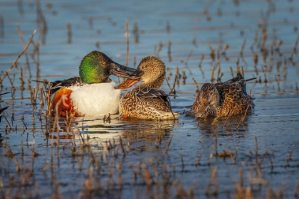 Picture of MALE WITH TWO FEMALE NORTHERN SHOVELERS-BOSQUE DEL APACHE NATIONAL WILDLIFE REFUGE-NEW MEXICO