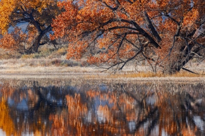 Picture of COTTONWOOD TREE REFLECTING ON POND-BOSQUE DEL APACHE NATIONAL WILDLIFE REFUGE-NEW MEXICO