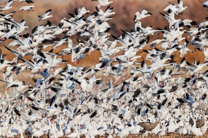 Picture of SNOW GEESE FLYING BOSQUE DEL APACHE NATIONAL WILDLIFE REFUGE-NEW MEXICO