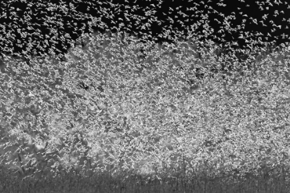 Picture of LARGE MURMURATION FEMALE JUVENILE RED-WINGED BLACKBIRDS BOSQUE DEL APACHE NATIONAL WILDLIFE REFUGE