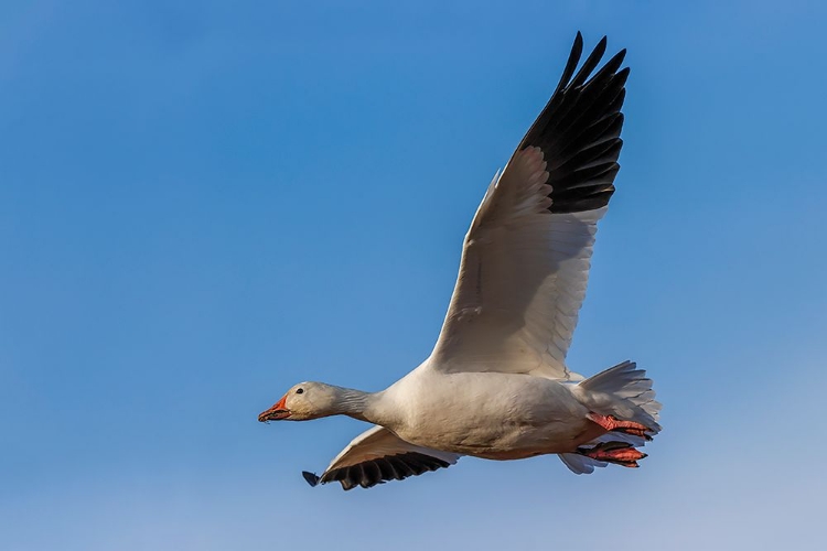 Picture of SNOW GOOSE FLYING BOSQUE DEL APACHE NATIONAL WILDLIFE REFUGE-NEW MEXICO