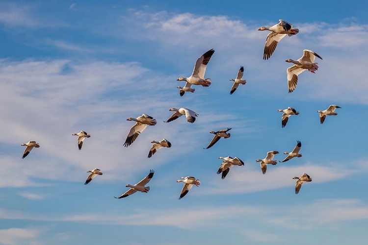 Picture of SNOW GEESE FLYING BOSQUE DEL APACHE NATIONAL WILDLIFE REFUGE-NEW MEXICO