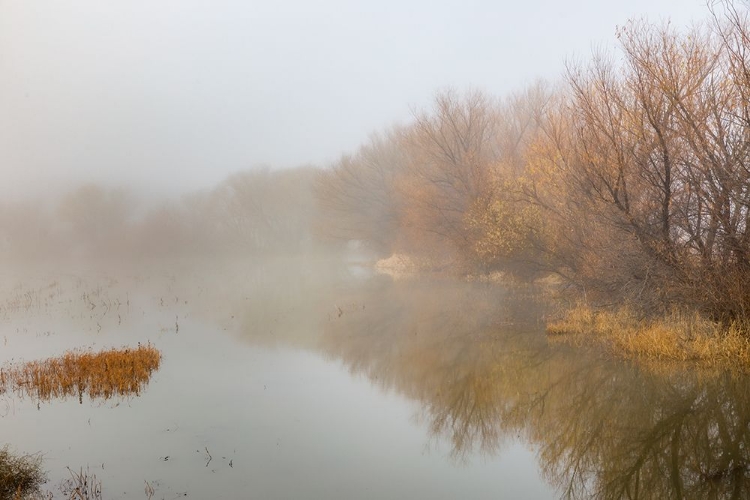 Picture of TREES ON FOGGY MORNING-BOSQUE DEL APACHE NATIONAL WILDLIFE REFUGE-NEW MEXICO