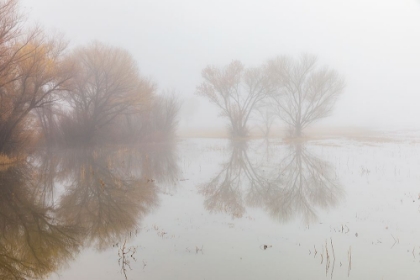 Picture of TREES ON FOGGY MORNING-BOSQUE DEL APACHE NATIONAL WILDLIFE REFUGE-NEW MEXICO