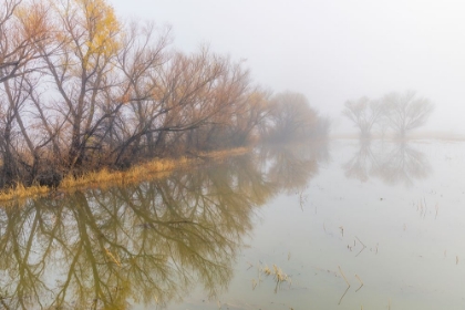 Picture of TREES ON FOGGY MORNING-BOSQUE DEL APACHE NATIONAL WILDLIFE REFUGE-NEW MEXICO