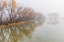 Picture of TREES ON FOGGY MORNING-BOSQUE DEL APACHE NATIONAL WILDLIFE REFUGE-NEW MEXICO