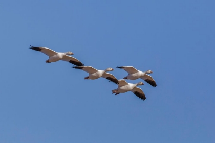 Picture of SNOW GEESE FLYING BOSQUE DEL APACHE NATIONAL WILDLIFE REFUGE-NEW MEXICO