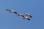 Picture of SNOW GEESE FLYING BOSQUE DEL APACHE NATIONAL WILDLIFE REFUGE-NEW MEXICO