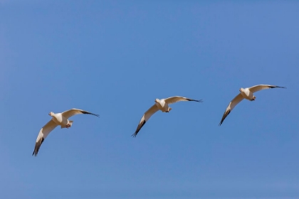 Picture of SNOW GEESE FLYING BOSQUE DEL APACHE NATIONAL WILDLIFE REFUGE-NEW MEXICO