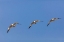 Picture of SNOW GEESE FLYING BOSQUE DEL APACHE NATIONAL WILDLIFE REFUGE-NEW MEXICO