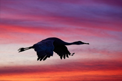 Picture of SANDHILL CRANE SILHOUETTED FLYING AT SUNSET BOSQUE DEL APACHE NATIONAL WILDLIFE REFUGE-NEW MEXICO
